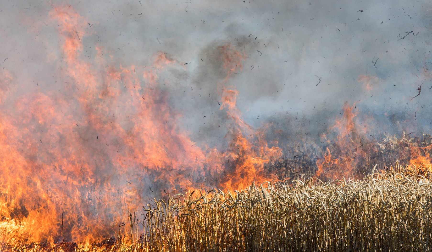 Pożar zboża na pniu w Lubiatowie - OSP Swieriawa