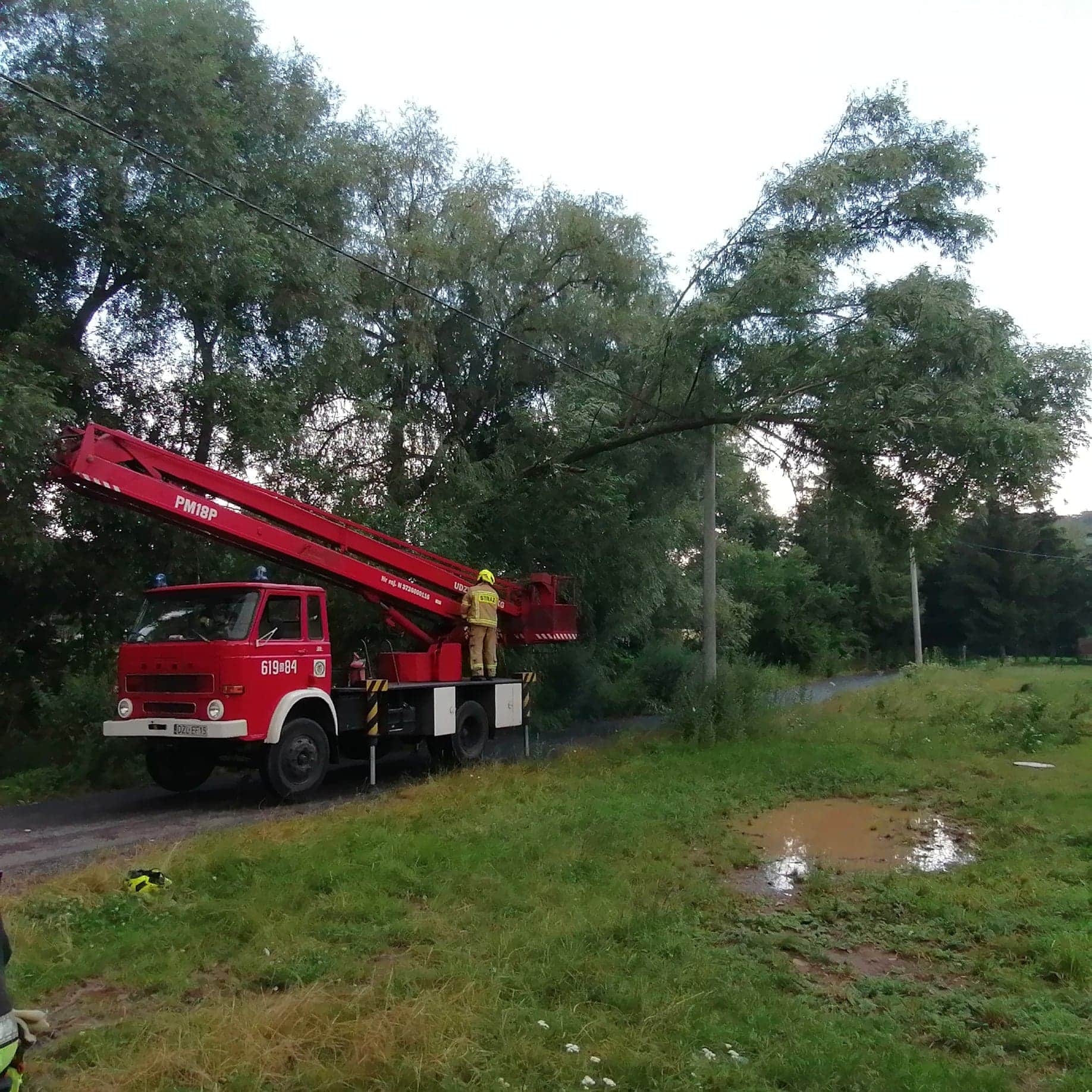 Drzewo na lini energetycznej - OSP Swieriawa
