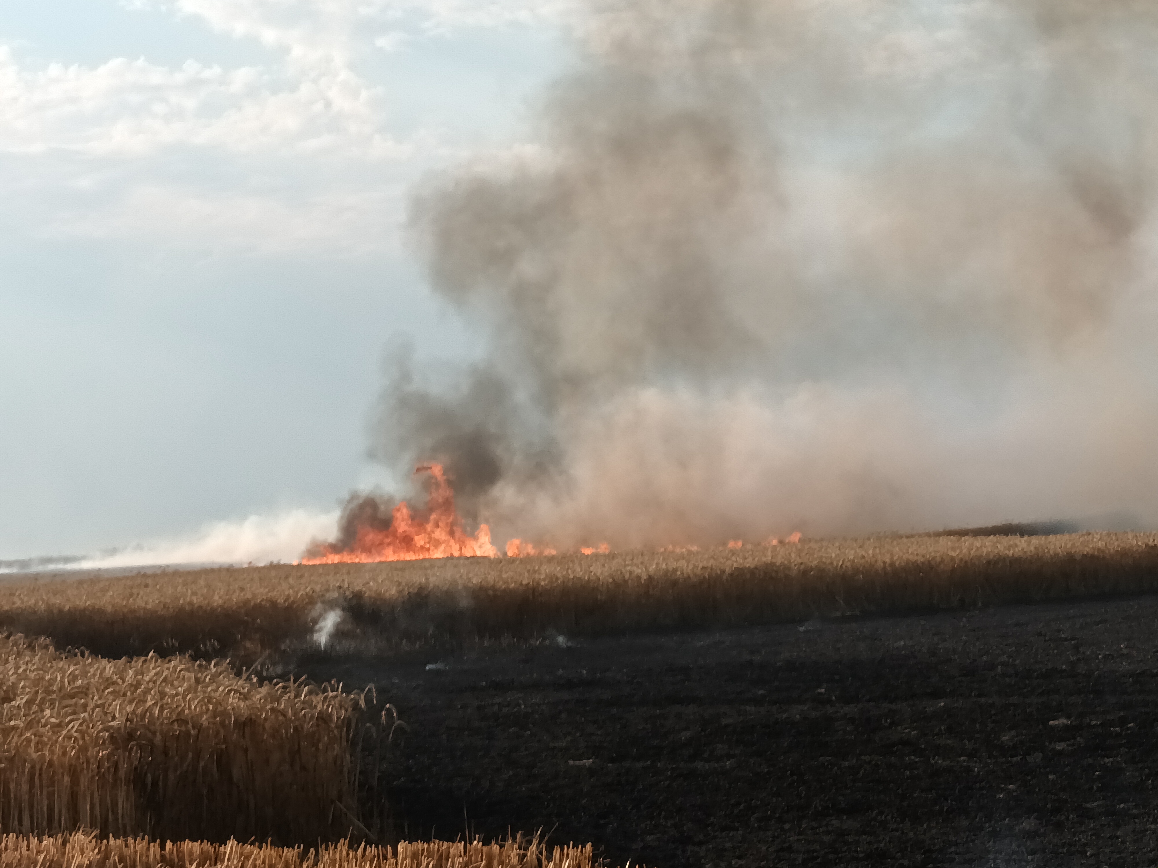 Pożary ściernisk oraz zboża  - OSP Swieriawa